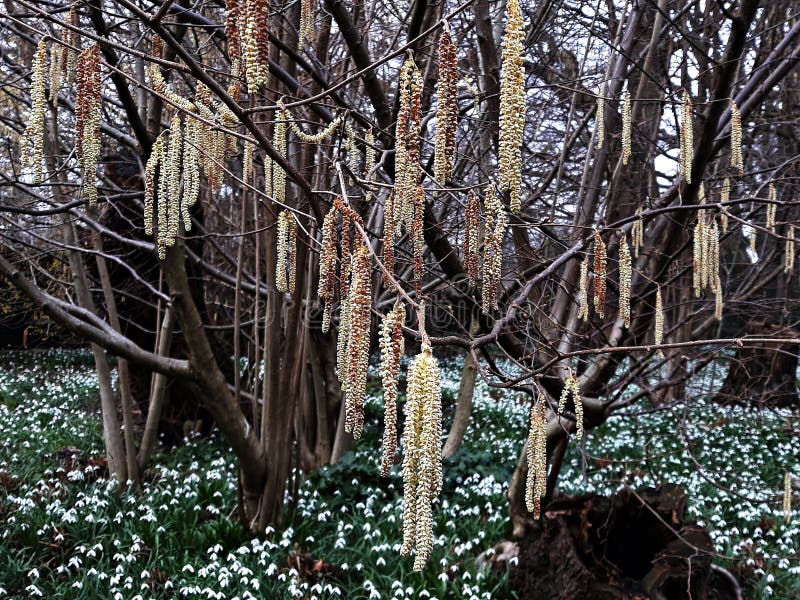 Branches of Alnus Serrulata, the Hazel alder or Smooth alder, is a multi-stemmed, suckering, thicket-forming, large deciduous shrub. Branches of Alnus Serrulata, the Hazel alder or Smooth alder, is a multi-stemmed, suckering, thicket-forming, large deciduous shrub.